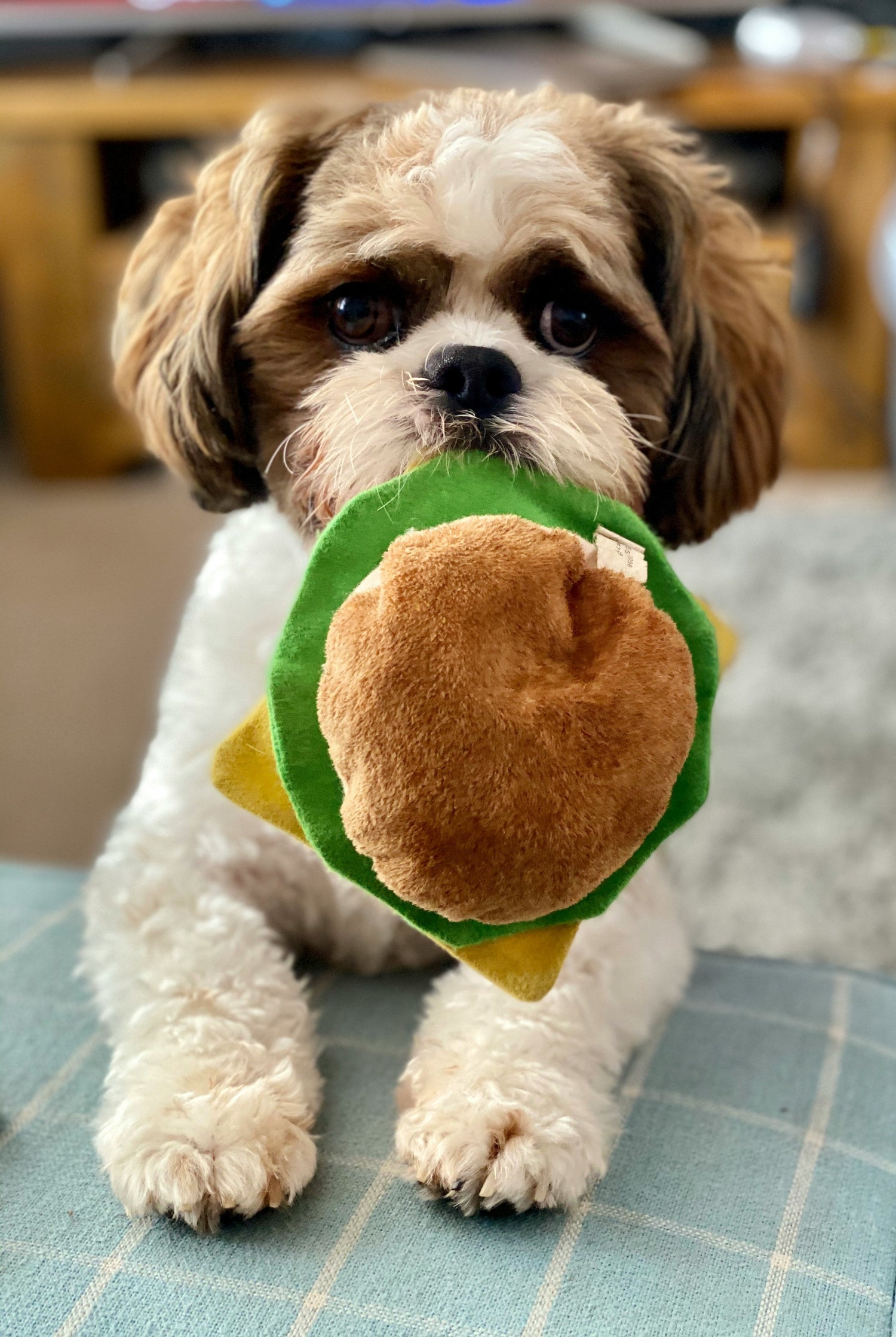 Adorable Shih Tzu dog holding a plush squeaky toy shaped like a hamburger while laying on a blue couch