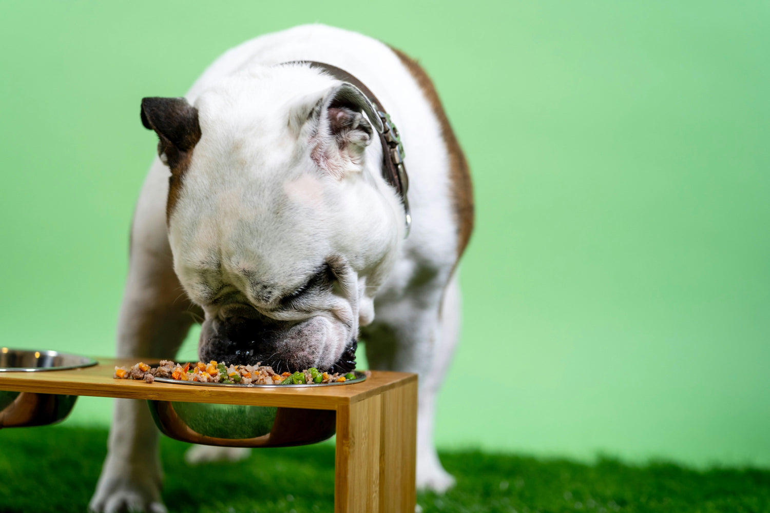 Bulldog eating fresh food from an elevated bamboo dog bowl on artificial grass with a green background