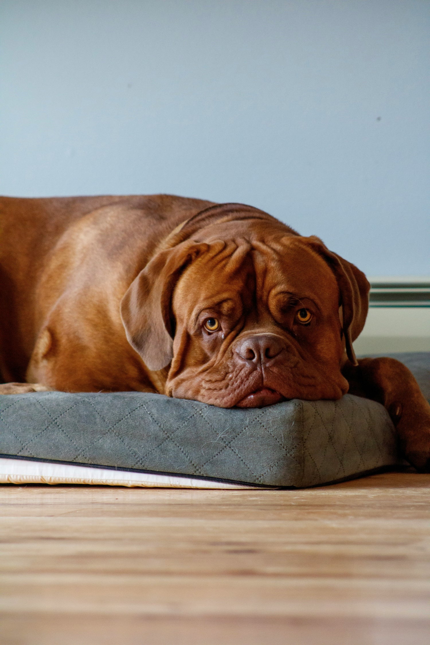 Large dog resting comfortably on an orthopedic dog bed designed for big and heavy dogs, part of the FurLovers Big Dog Essentials collection.
