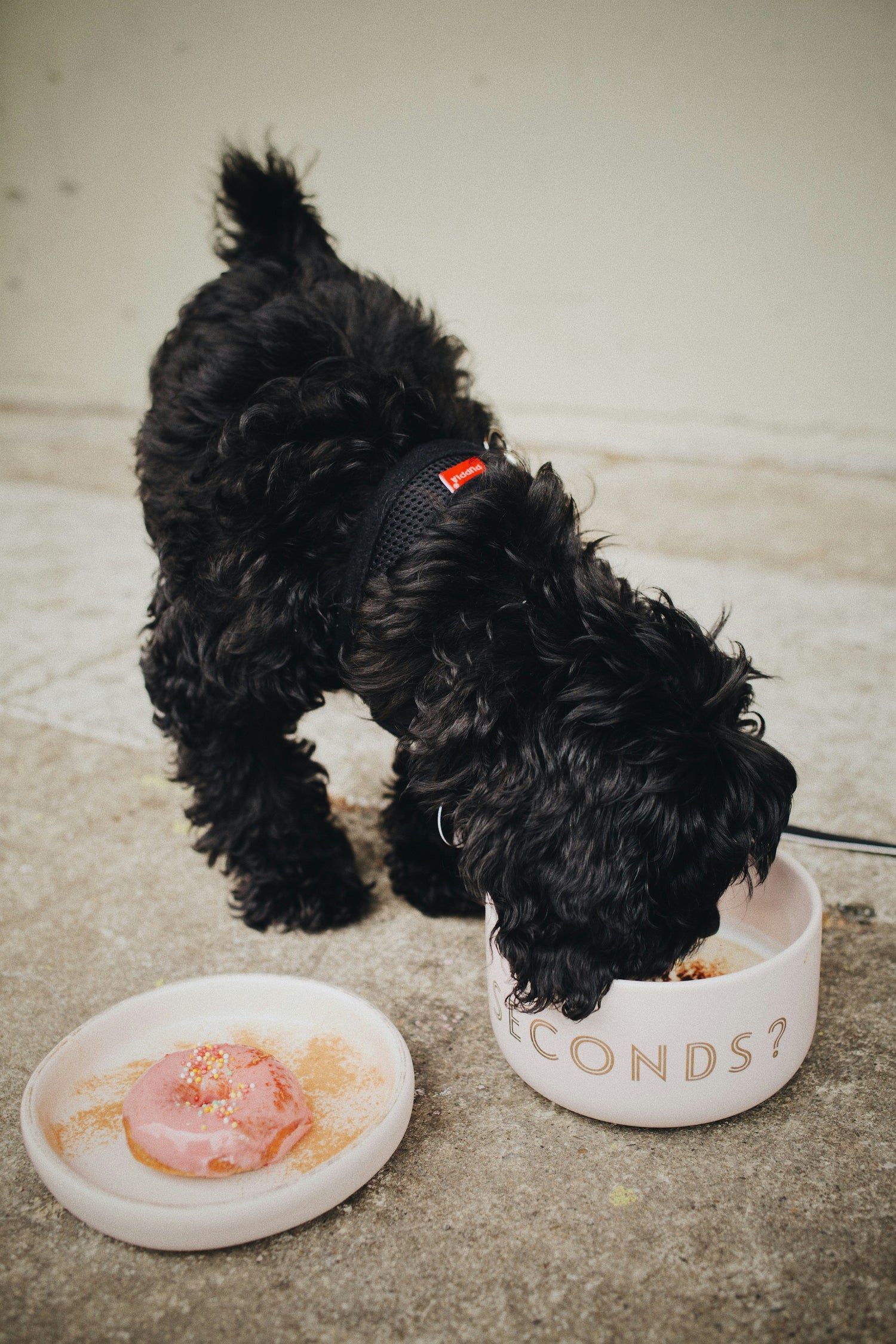 Small black dog eating from a ceramic slow feeder bowl – ideal for fast eaters, sensitive stomachs, and dog digestion issues