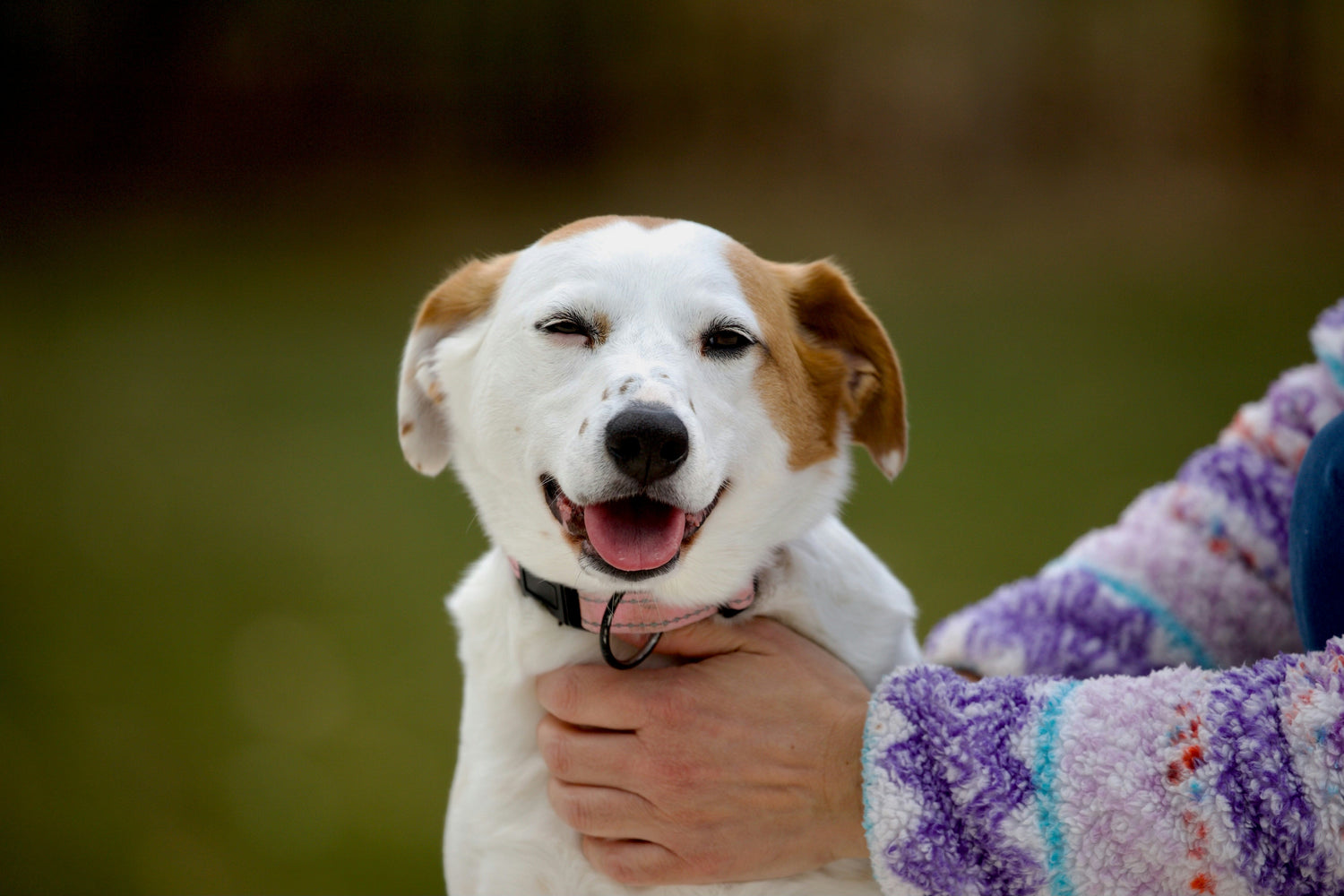 Flea & Tick Defense