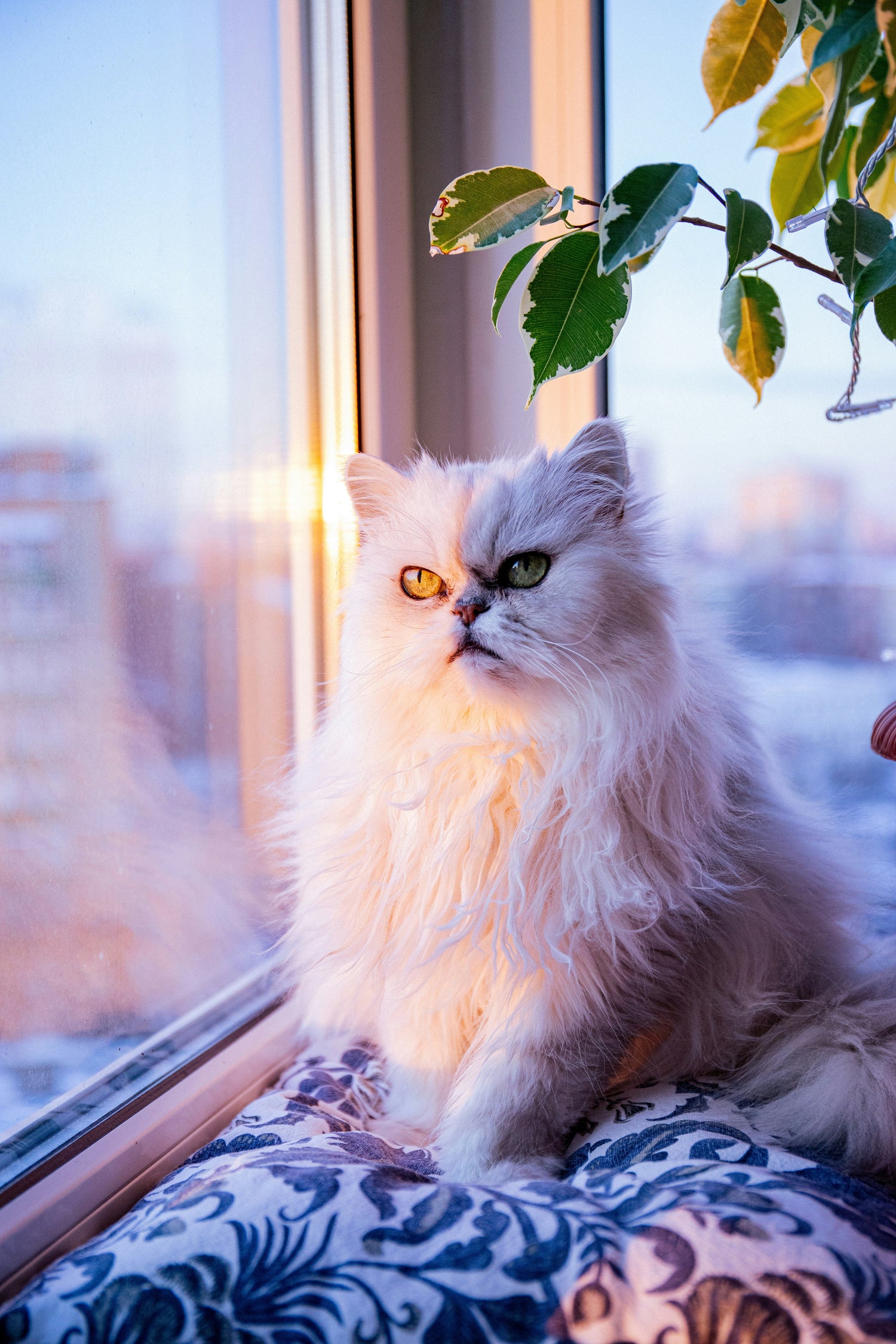 Persian cat enjoying a fresh odor-free home – FurLovers Cat Odor Solutions