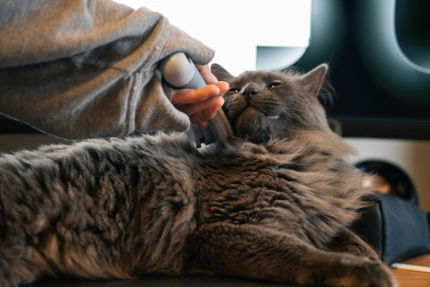 Cat being groomed with shedding brush to reduce hair and shedding – best cat grooming solution from FurLovers
