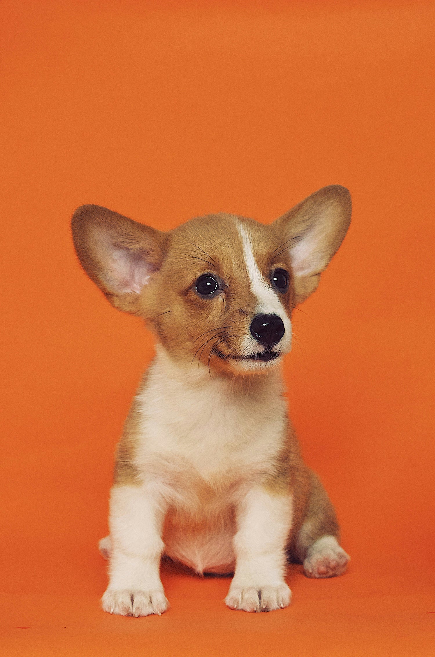 Cute Welsh Corgi puppy sitting on orange background – featured in the For Puppies collection at FurLovers.