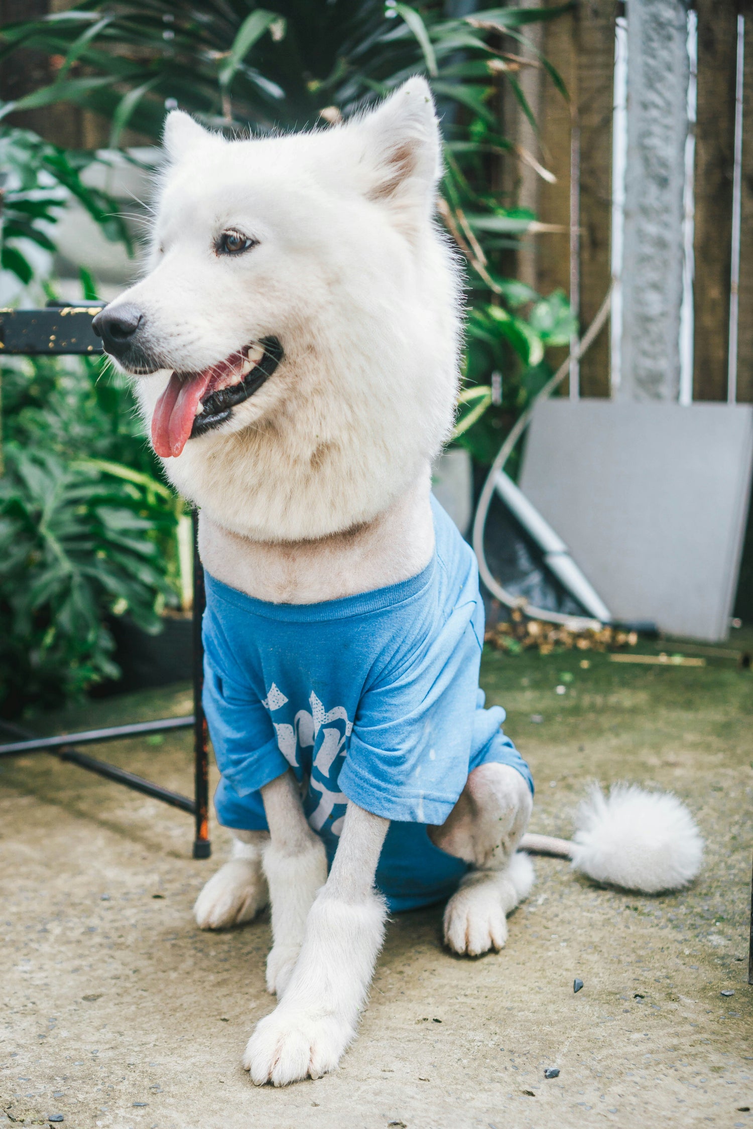 White dog wearing a light blue cooling shirt, sitting outdoors on a sunny summer day. The dog looks happy and refreshed.