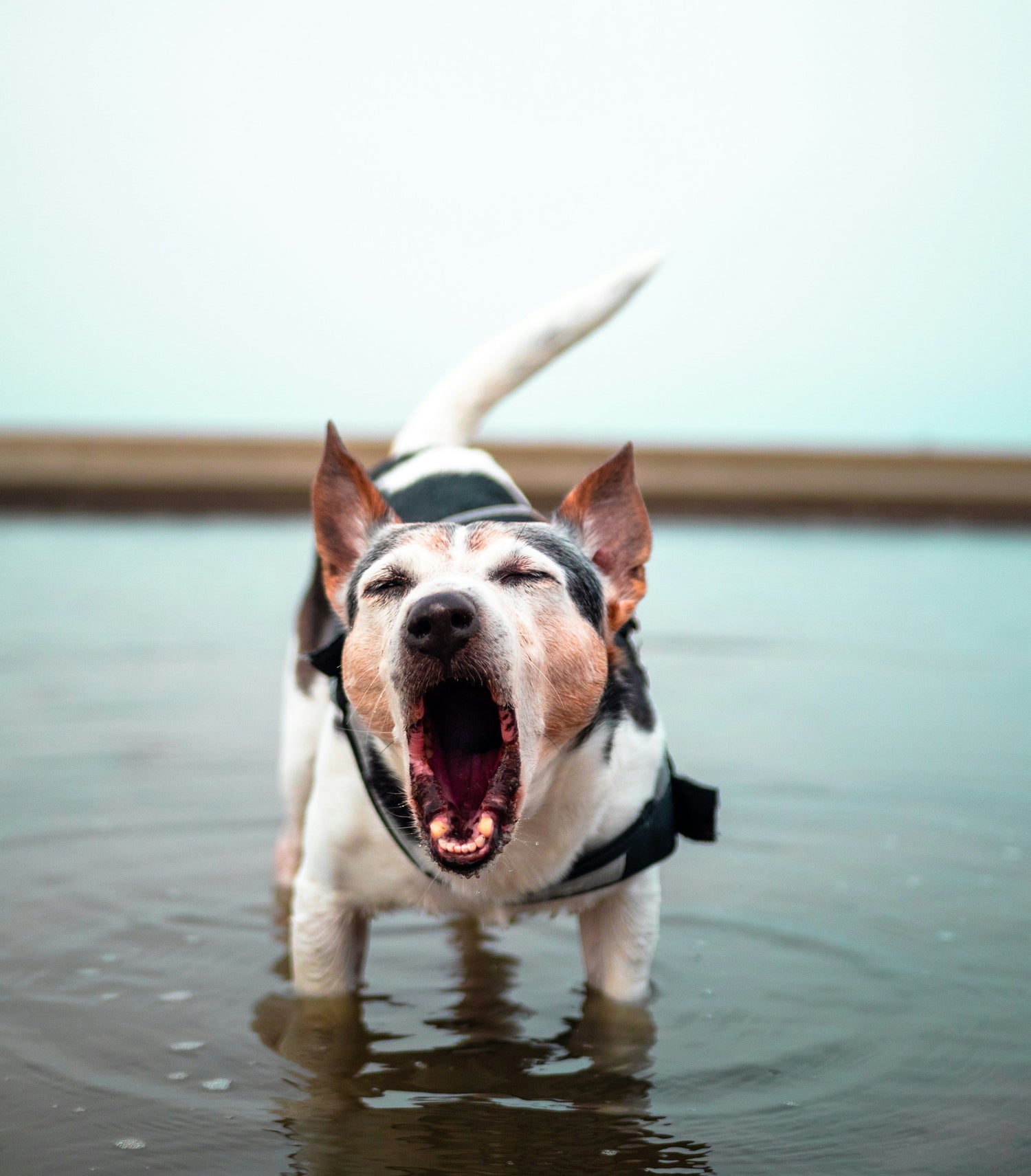 Small dog barking loudly while standing in shallow water, wearing a black harness