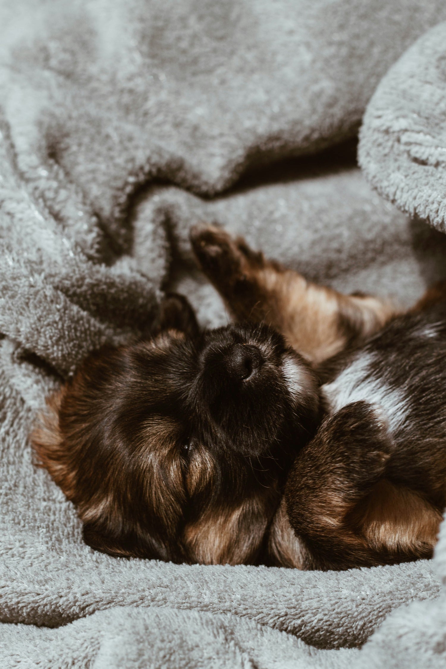 Small brown puppy peacefully sleeping in a soft gray dog blanket, feeling warm and safe