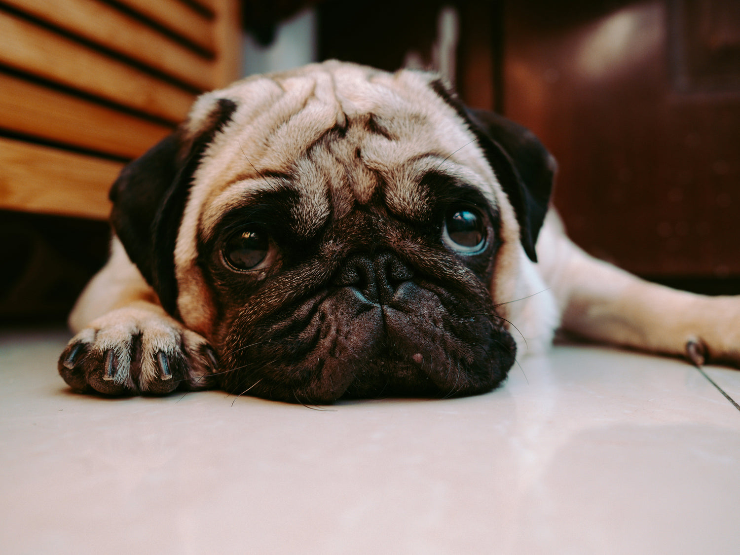 Dog Anxiety Relief