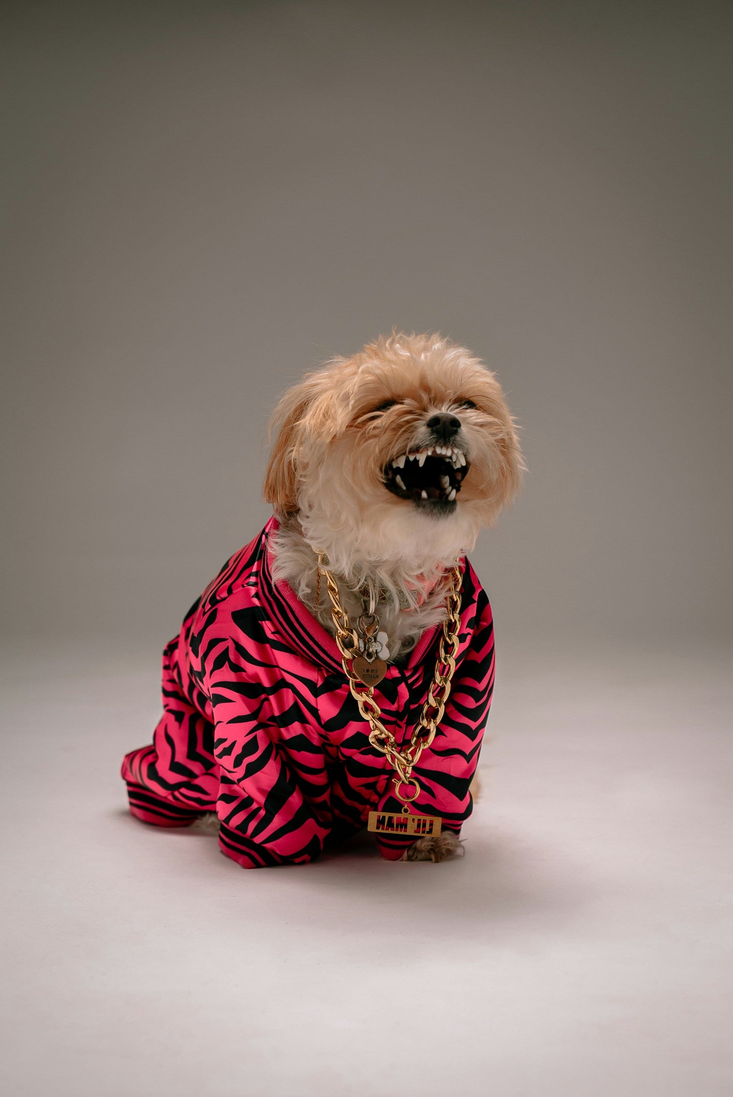 Small dog wearing a bold pink zebra-print outfit and gold chains, showcasing a luxury fashion style for pets