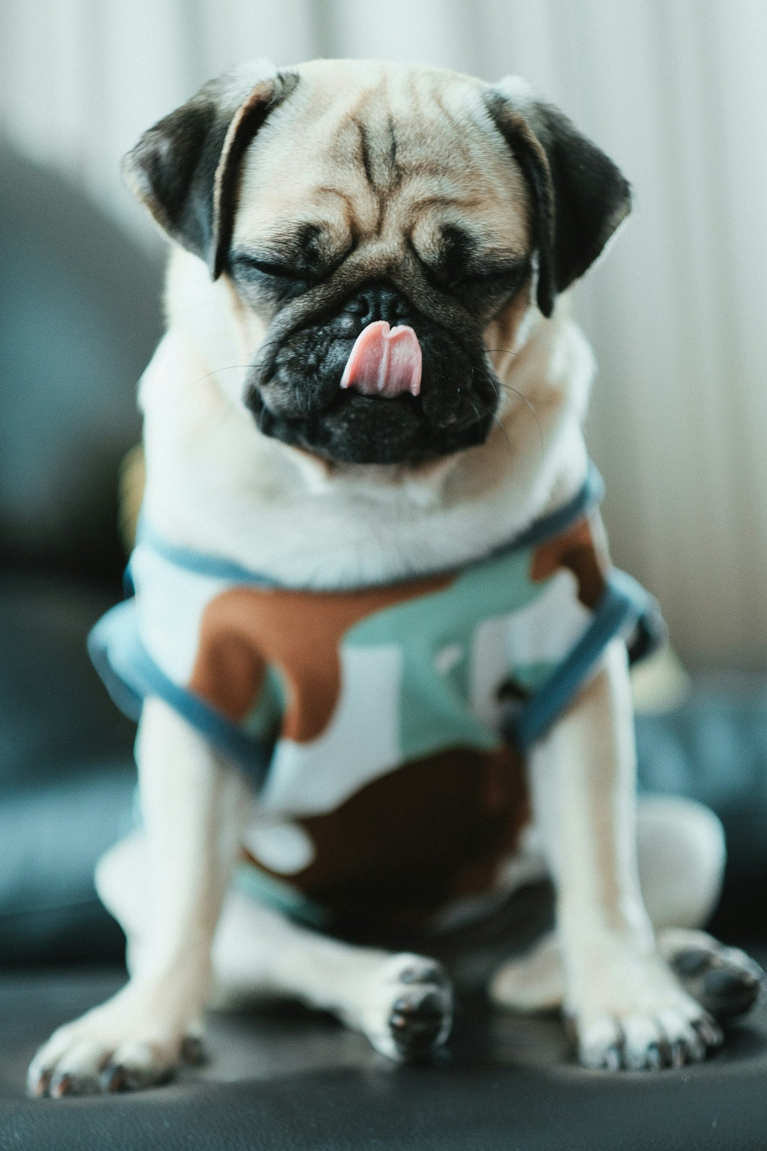 Pug in a soft dog recovery suit after surgery – cone-free healing solution from FurLovers