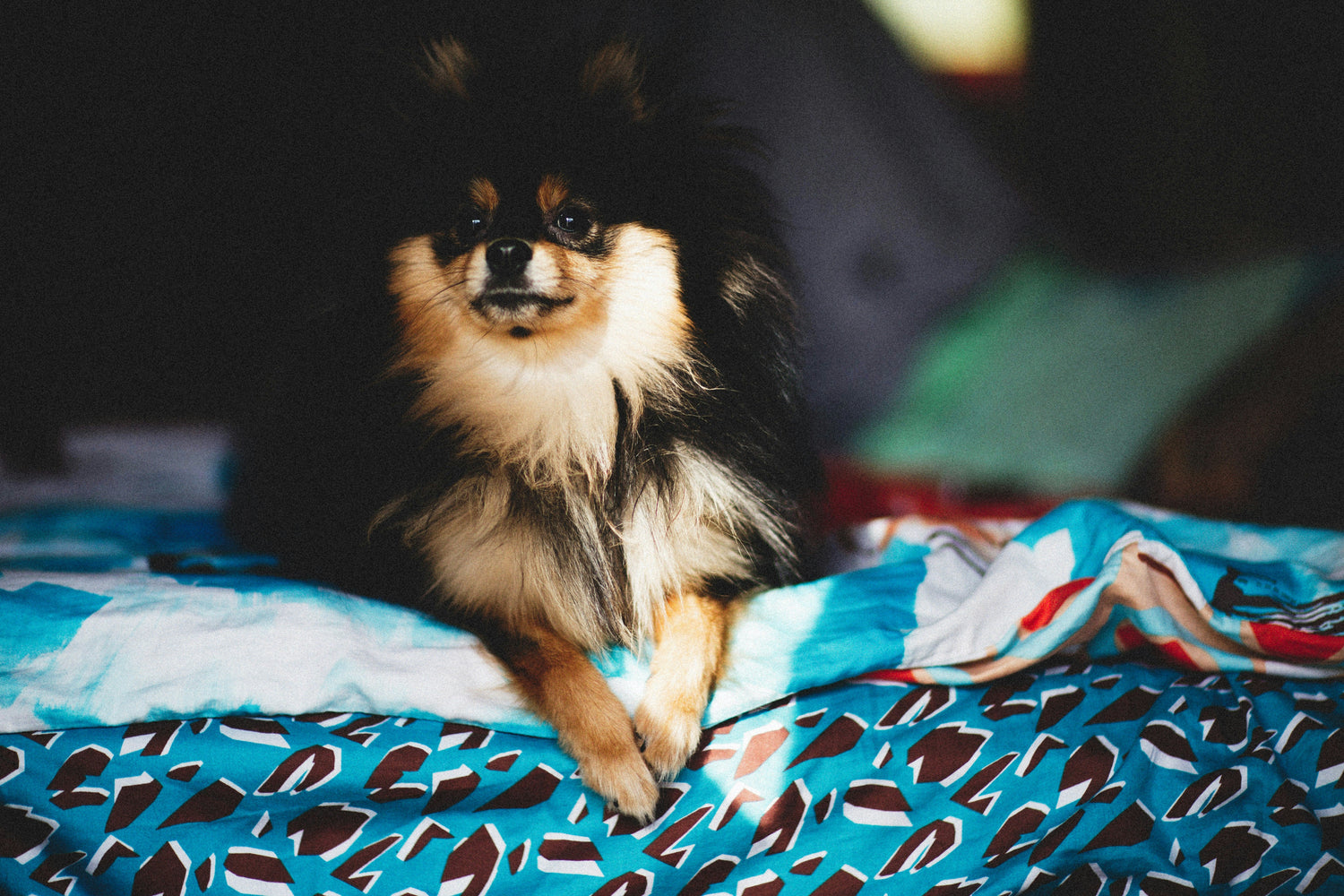 Small black Pomeranian resting on a cooling mat — perfect for hot summer days and dogs prone to overheating.