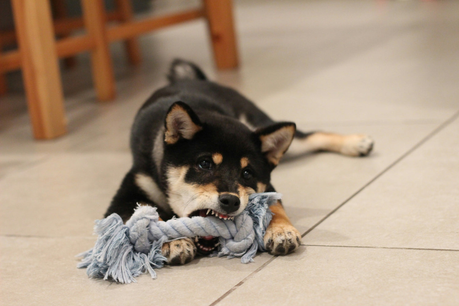 Shiba Inu puppy playing with a blue interactive rope toy on the floor