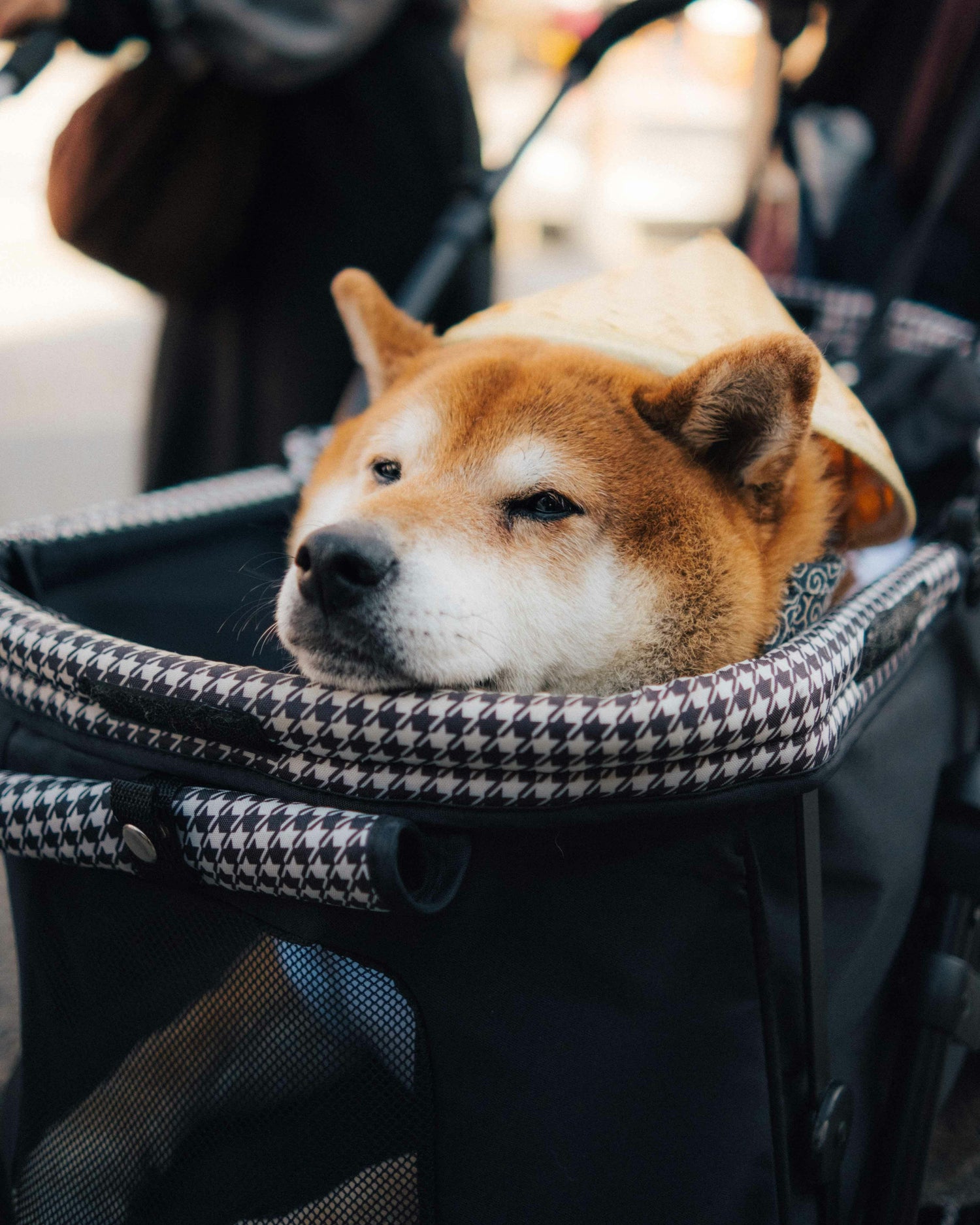 Shiba Inu dog relaxing in a travel stroller, showcasing a comfy pet carrier featured in the Dog Travel Accessories collection at FurLovers.