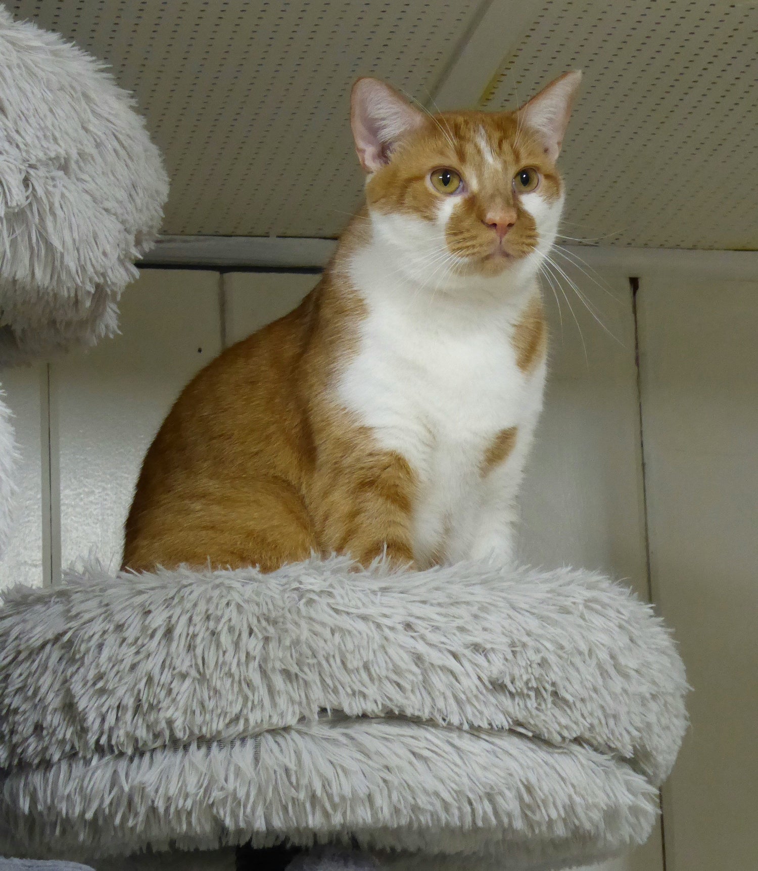 Orange tabby cat sitting on a fluffy cat tree tower – indoor cat furniture by FurLovers, perfect for scratching, climbing, and relaxing.