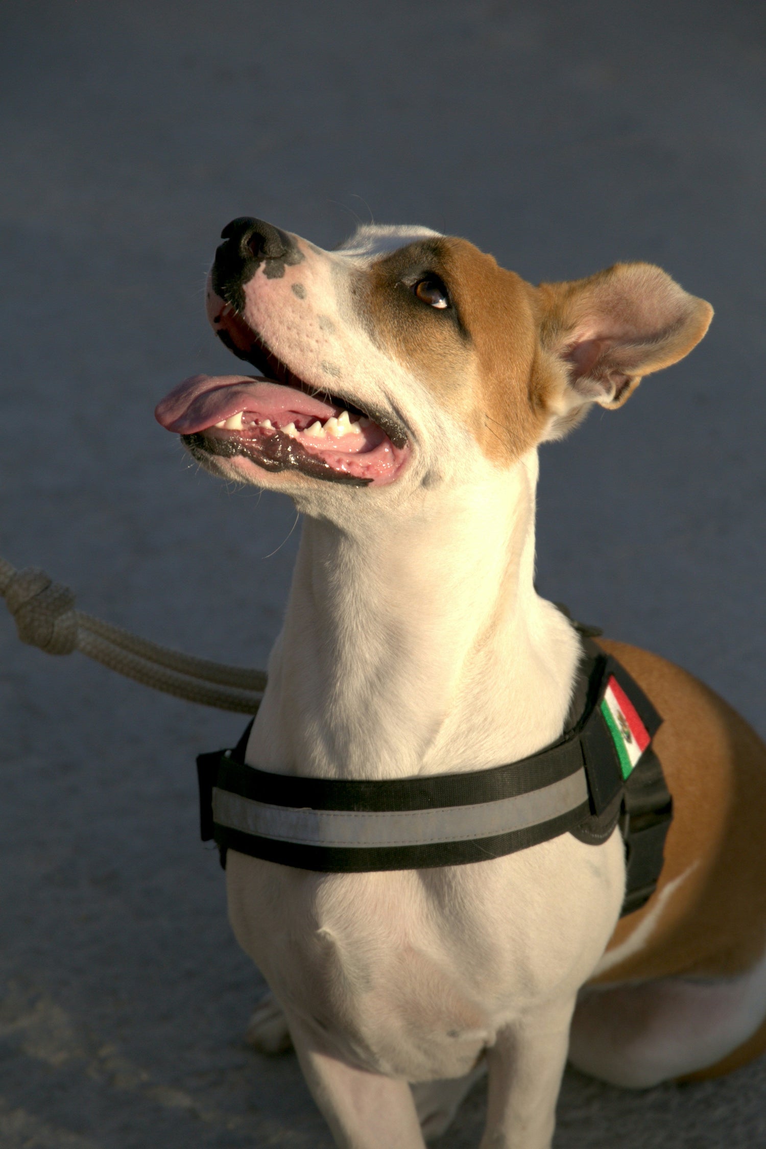 Happy dog wearing a comfortable safety harness while outdoors – FurLovers