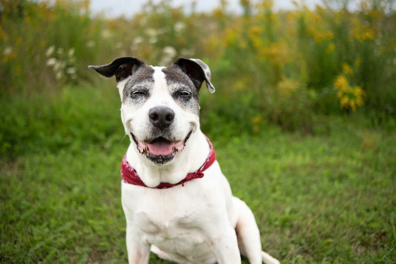 Happy senior dog with a red bandana smiling outdoors on a grassy field