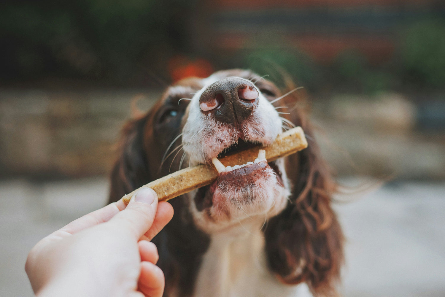 Happy dog enjoying a dental chew for clean and healthy teeth
