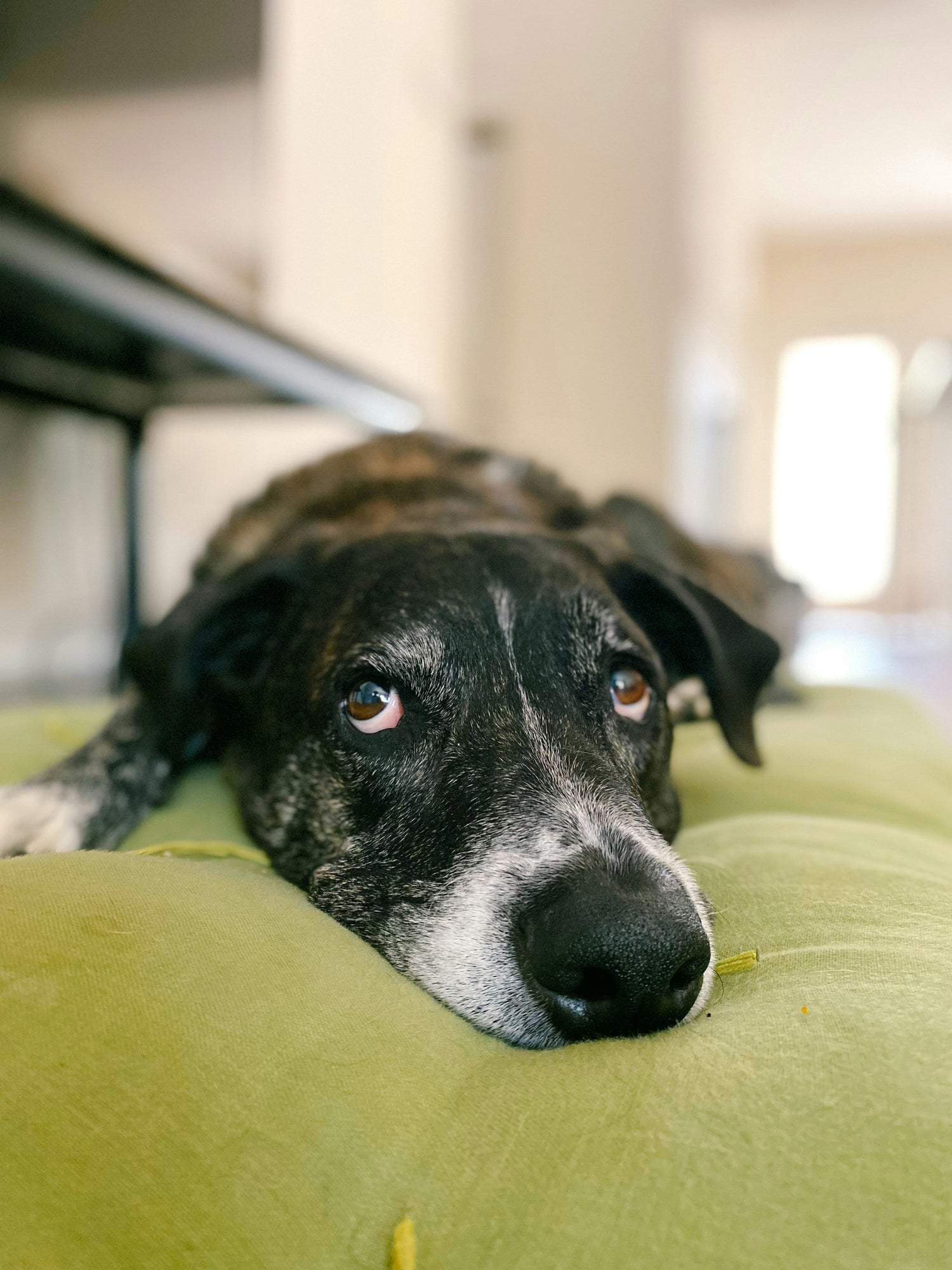 Senior dog resting on joint support orthopedic bed from FurLovers