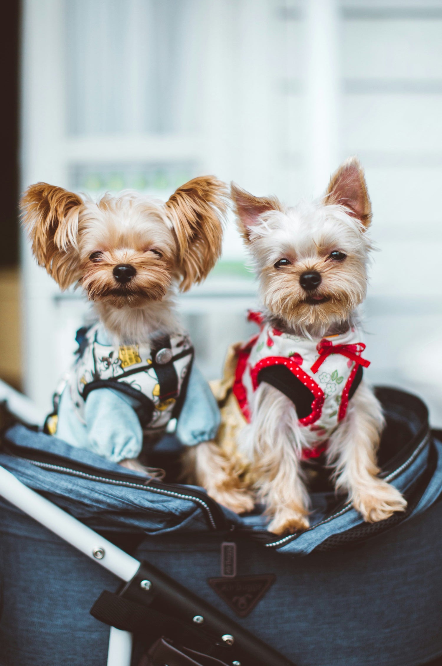 Two small dogs sitting in a stylish stroller carrier – safe and comfy travel gear from FurLovers