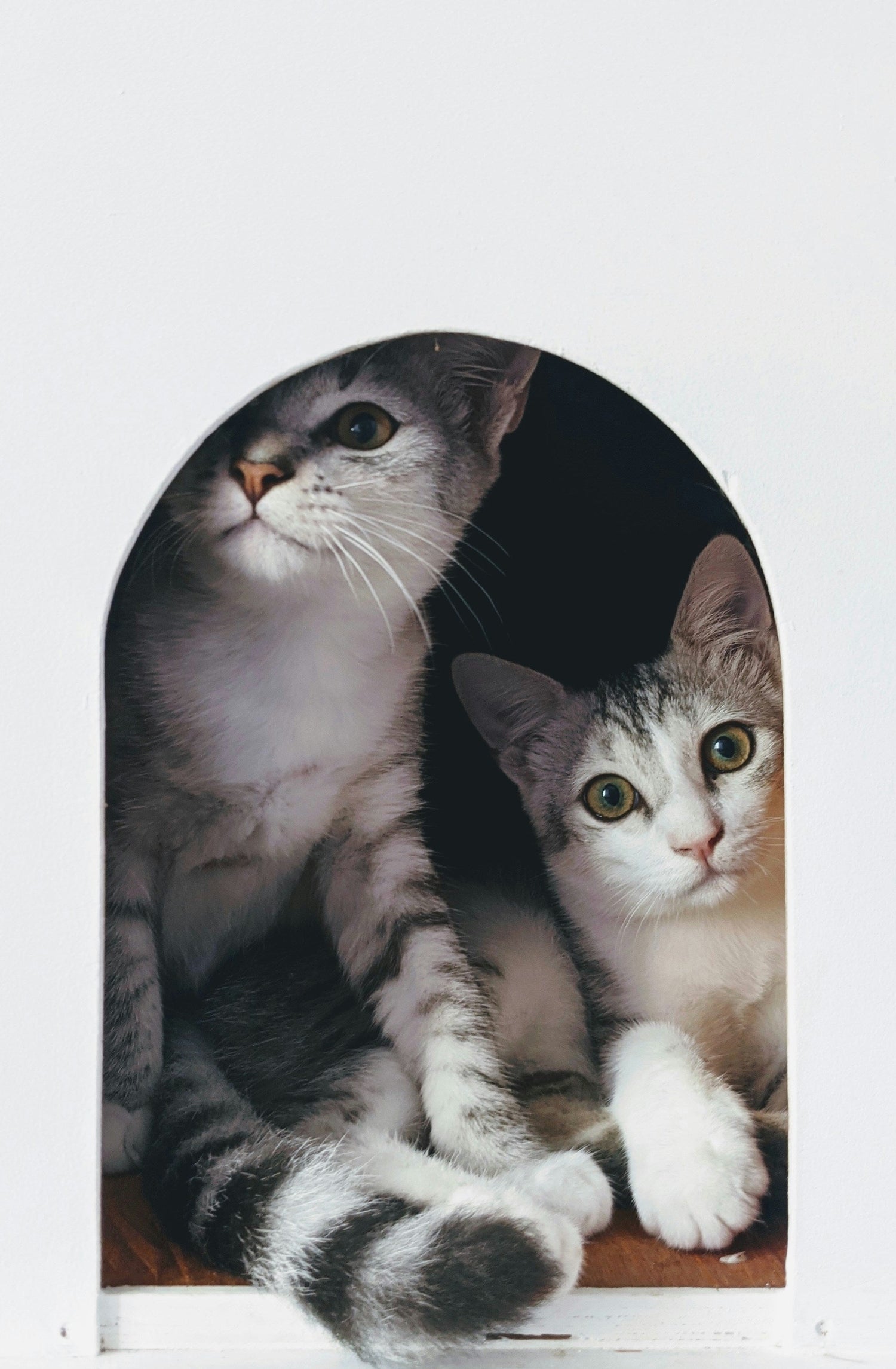 Two gray tabby cats sitting inside a cozy litter box house – FurLovers Litter Box Solutions