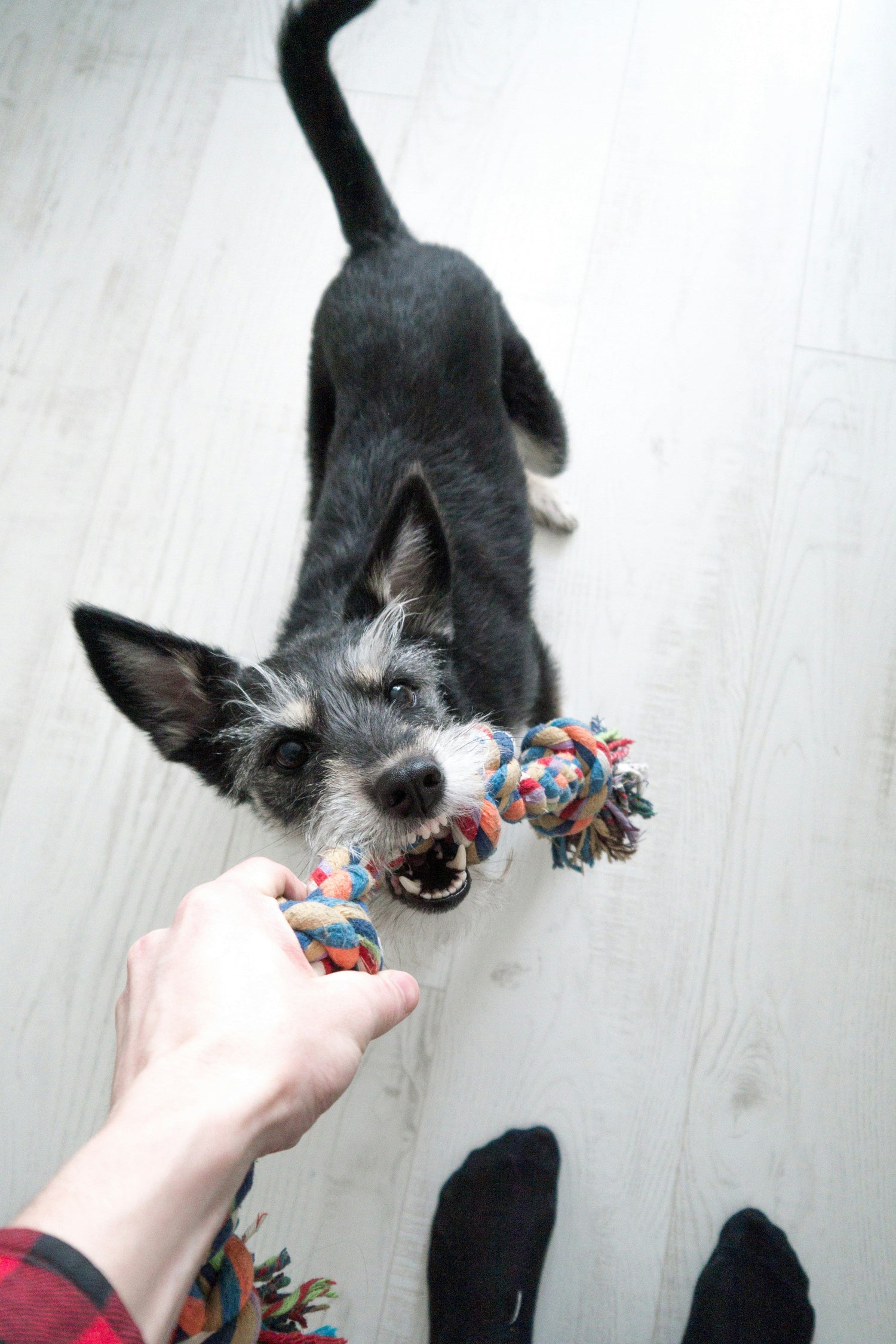 Small black and white dog playing tug-of-war with a colorful rope chew toy on a light wooden floor
